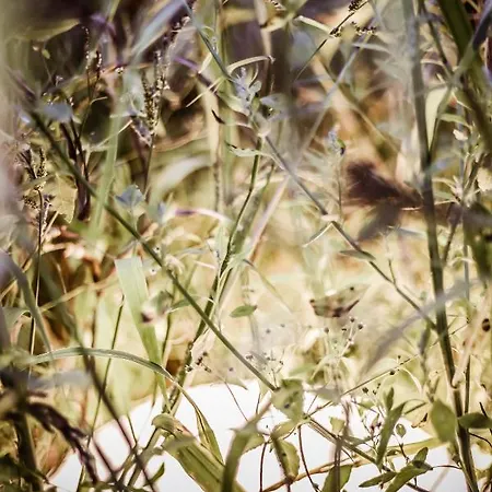 Kaszubski Dom Podcieniowy Bohema Casa vacanze *