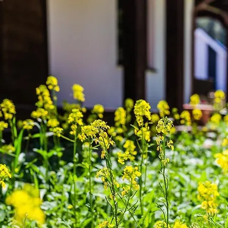 Kaszubski Dom Podcieniowy Bohema Mezowo