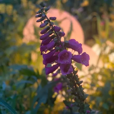 Kaszubski Dom Podcieniowy Bohema Mezowo
