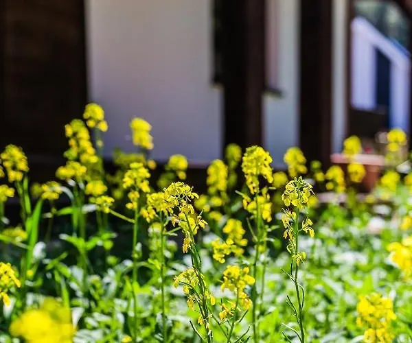 Kaszubski Dom Podcieniowy Bohema Mezowo