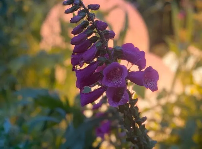 Kaszubski Dom Podcieniowy Bohema Mezowo